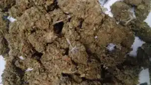 Un couple vendait de la drogue sur Instagram et Telegram à un "grand nombre de clients".