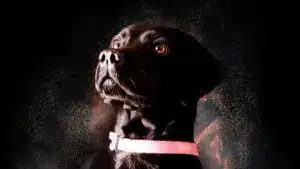 «Amor». Les pompiers de São Pedro da Cova déplorent la mort du 1er chien de recherche.