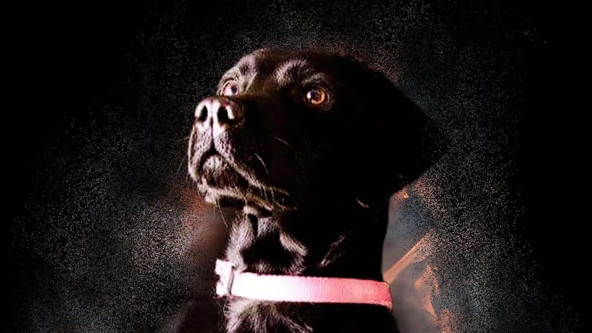 «Amor». Les pompiers de São Pedro da Cova déplorent la mort du 1er chien de recherche.