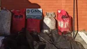 Couple arrêté après avoir volé près de 150 kilos d'olives à Campo Maior.