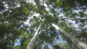 Des associations demandent des informations sur l'investissement dans les espèces autochtones.