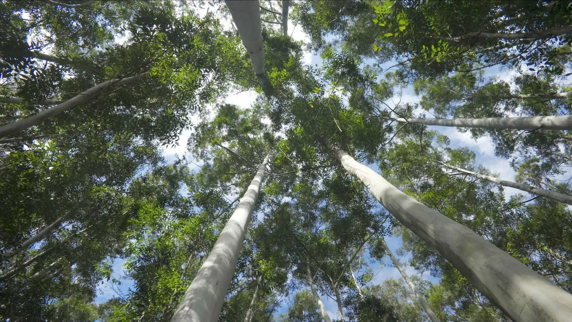 Des associations demandent des informations sur l'investissement dans les espèces autochtones.