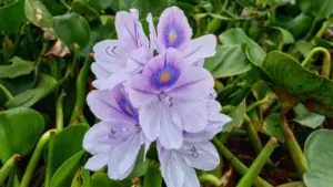 Des jacinthes d'eau se sont accumulées au sud de la ria d'Aveiro en raison du mauvais temps.