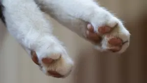 "Destination". Un chaton fait un voyage de 50 km caché dans le moteur de la voiture.