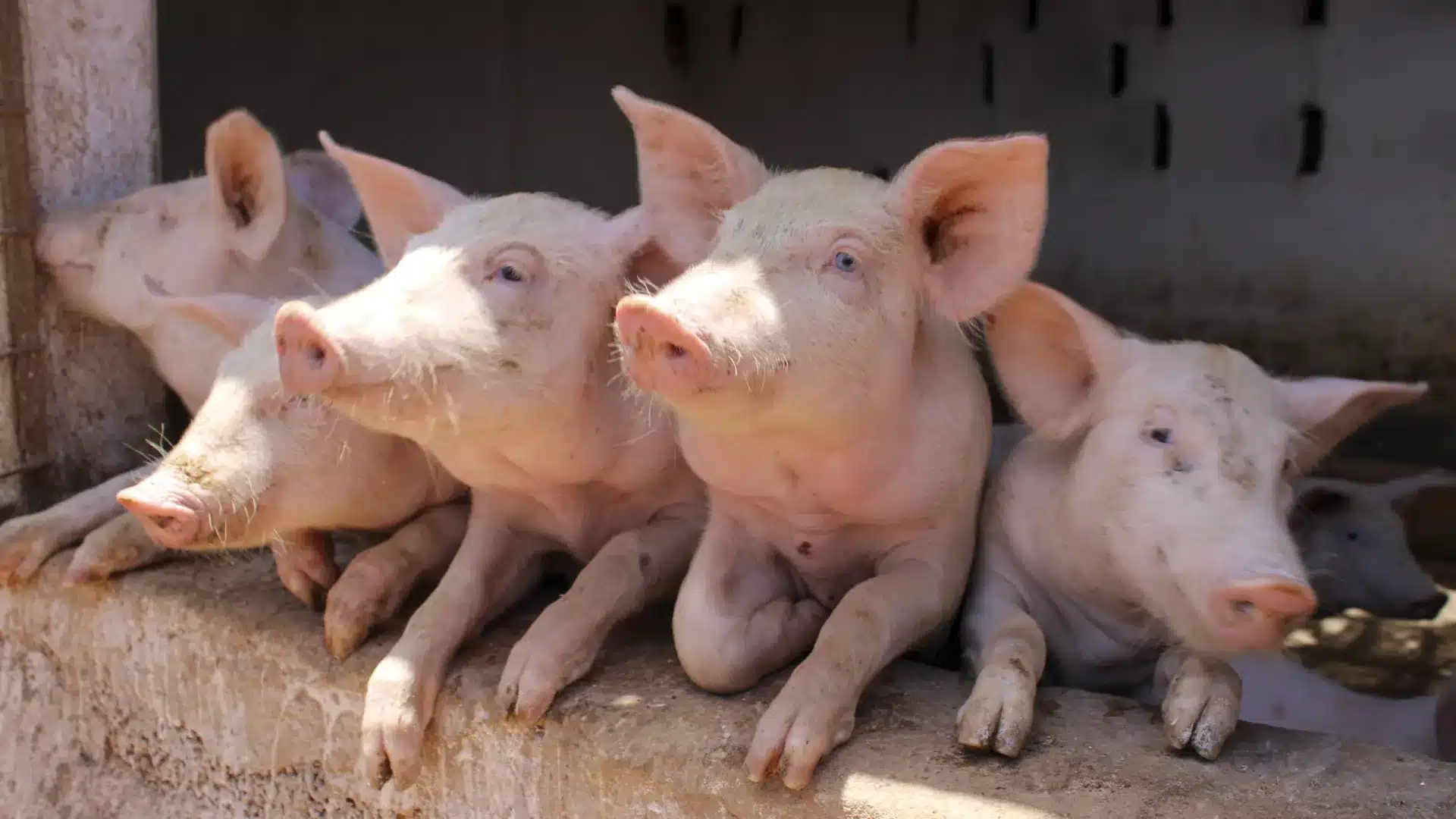DGAV demande un renforcement de la prévention contre la peste porcine après des cas à Barcelone.