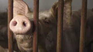 DGAV identifie des "non-conformités" dans la gestion des animaux en exploitation.