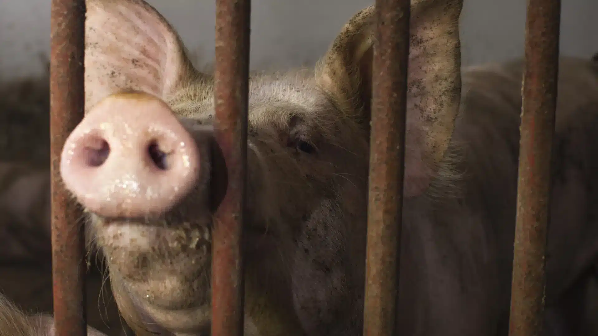 DGAV identifie des "non-conformités" dans la gestion des animaux en exploitation.