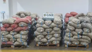 Estarreja : Dix tonnes de coquille immature saisies. Elles valent 50 mille €.