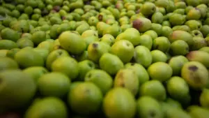 La CNA alerte sur le prix de l'olive et réclame la valorisation de l'oliveraie.