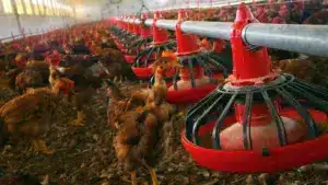 La DGAV détermine le confinement des oiseaux en raison du "risque élevé" de grippe aviaire.