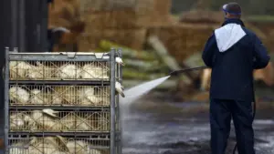 La foire Avisan 2025 annulée en raison de la grippe aviaire : "Climat d'incertitude"