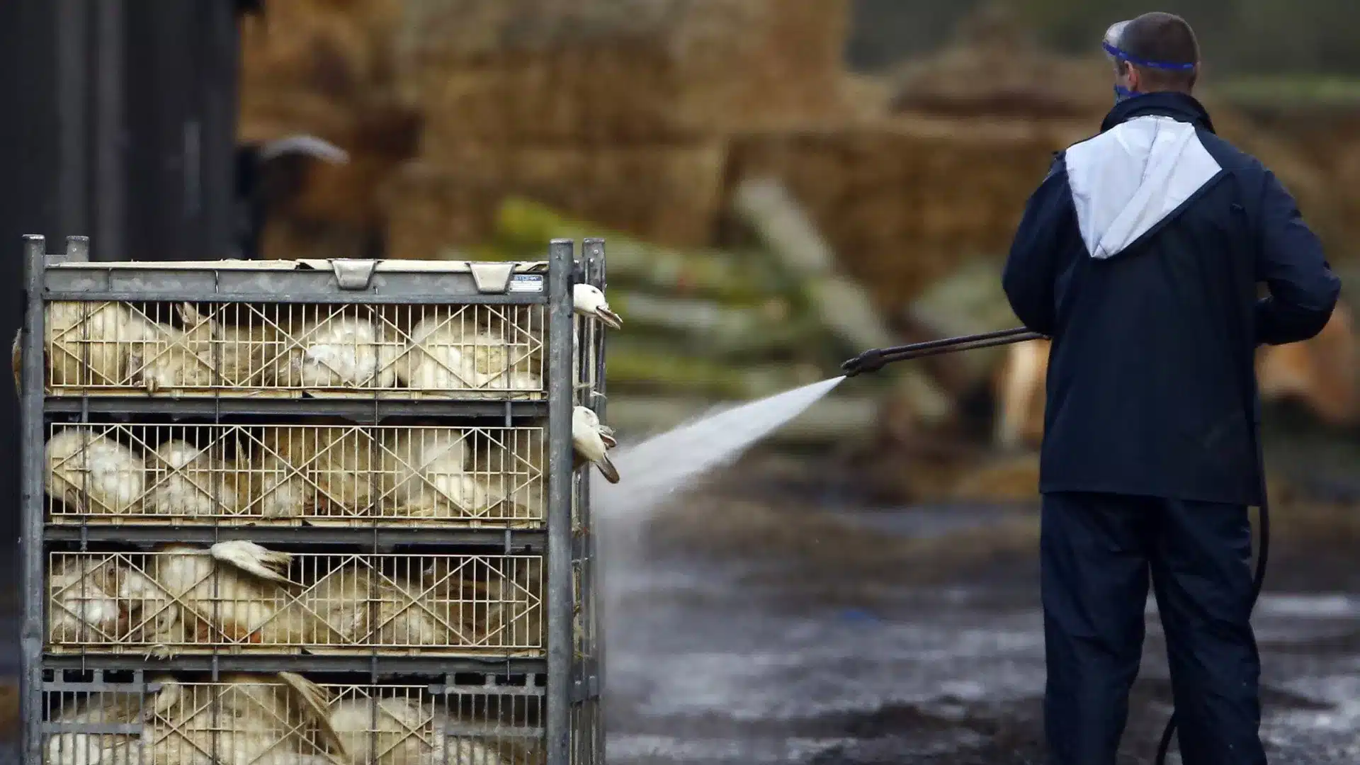 La foire Avisan 2025 annulée en raison de la grippe aviaire : "Climat d'incertitude"