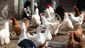 La Marinhave est autorisée à avoir de nouveau des canards après des accusations de mauvais traitements.