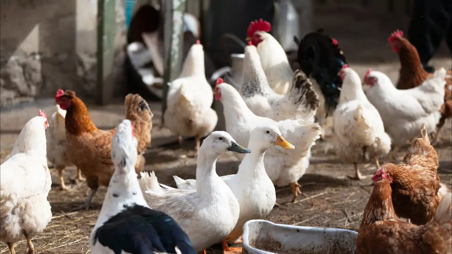 La Marinhave est autorisée à avoir de nouveau des canards après des accusations de mauvais traitements.