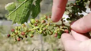 La production mondiale de vin se rétablit en 2025, le Portugal en déclin.