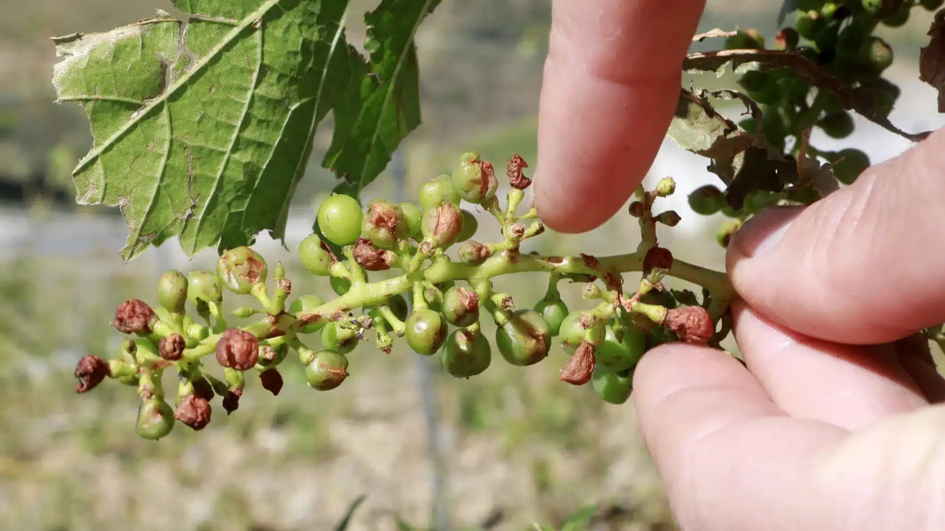 La production mondiale de vin se rétablit en 2025, le Portugal en déclin.