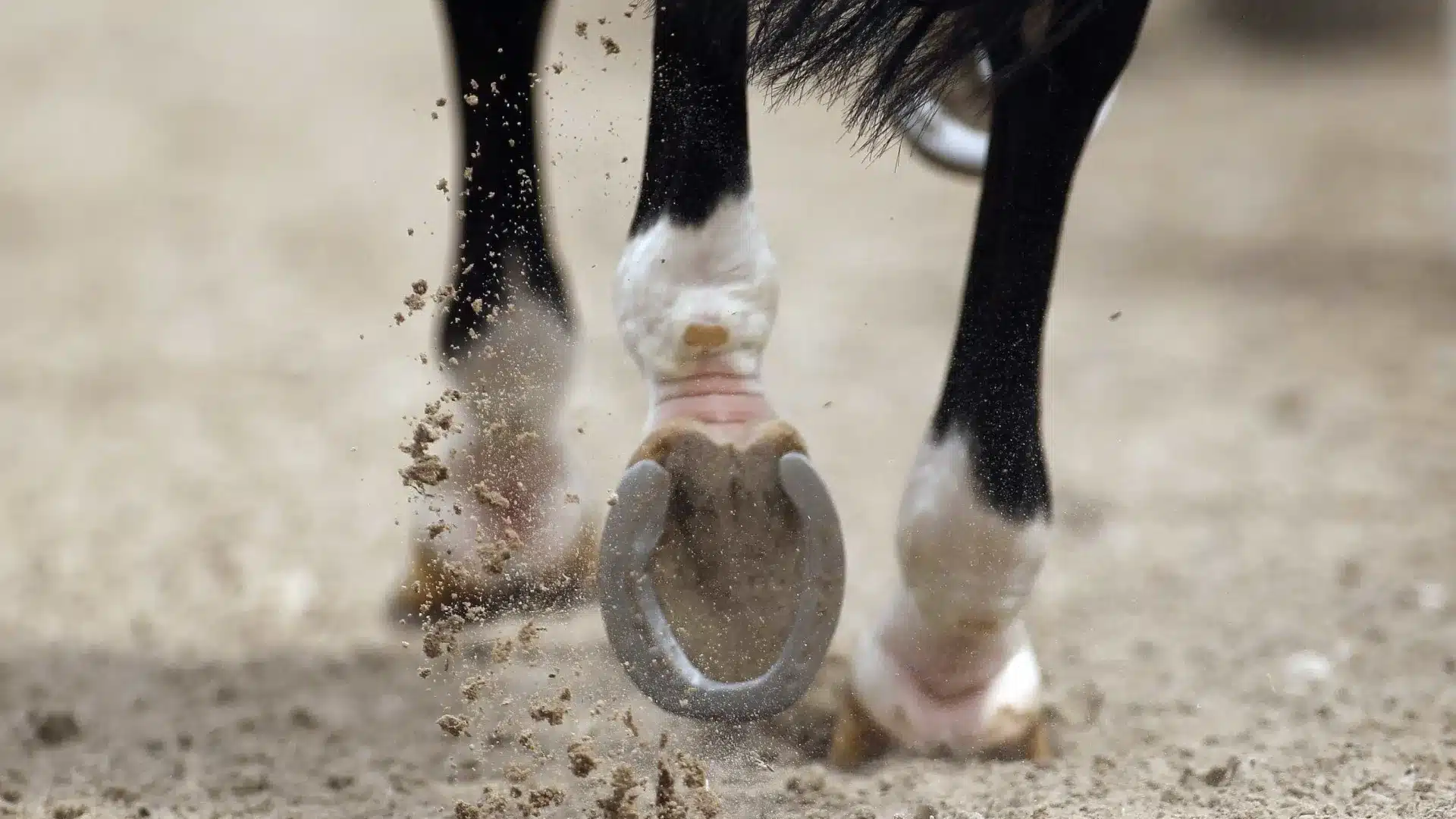 La Protectrice des Animaux aux Açores propose l'interdiction de l'utilisation d'animaux de travail.