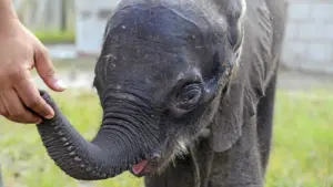 L'Alentejo va devenir la 'maison' du 1er grand sanctuaire d'Europe pour éléphants.