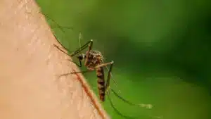 Le Portugal est prêt pour les urgences causées par les moustiques et les tiques.