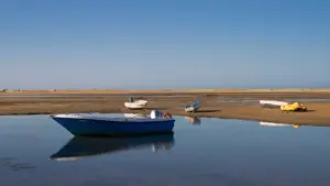 Le projet LIFE récupère les habitats et les populations d'oiseaux dans la Ria Formosa.
