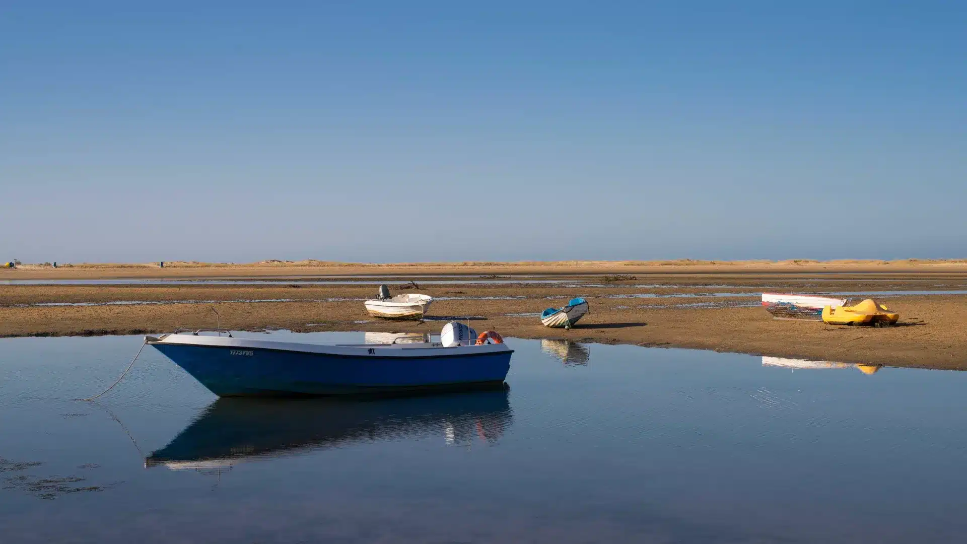 Le projet LIFE récupère les habitats et les populations d'oiseaux dans la Ria Formosa.