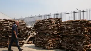 Les bénéfices de Corticeira Amorim ont chuté de 4,5 % à 45,7 millions jusqu'en septembre.