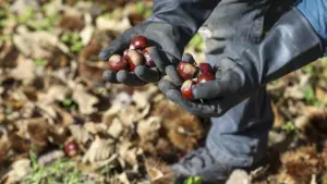 Les incendies et la sécheresse provoquent une baisse de 75% de la production de noix de martina.