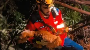 Les pompiers sauvent un chien tombé dans un "puits inaccessible" à Gondomar.