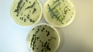 Les producteurs nationaux de microalgues cherchent à améliorer la durabilité.
