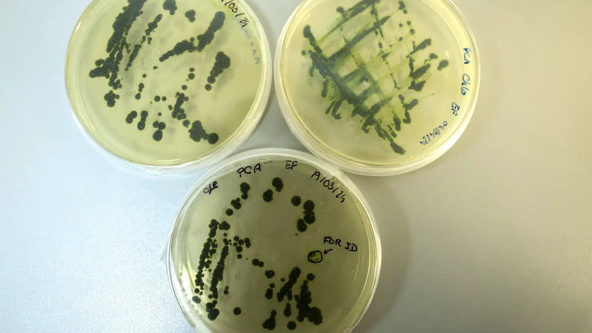 Les producteurs nationaux de microalgues cherchent à améliorer la durabilité.