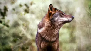L'ICNF a enregistré 22 attaques de loups qui ont tué 113 animaux depuis juillet.