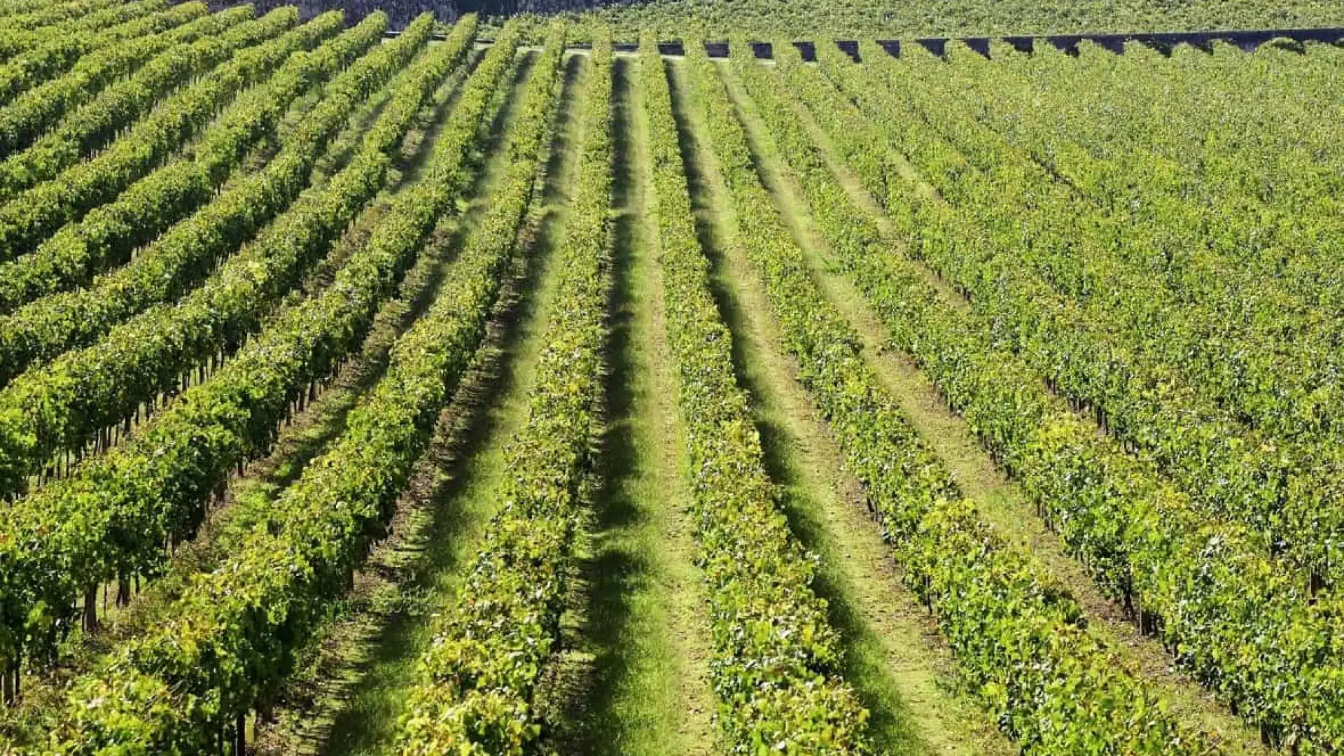 Plus de 12 millions d'hectolitres de vin et de moût déclarés jusqu'en juillet.