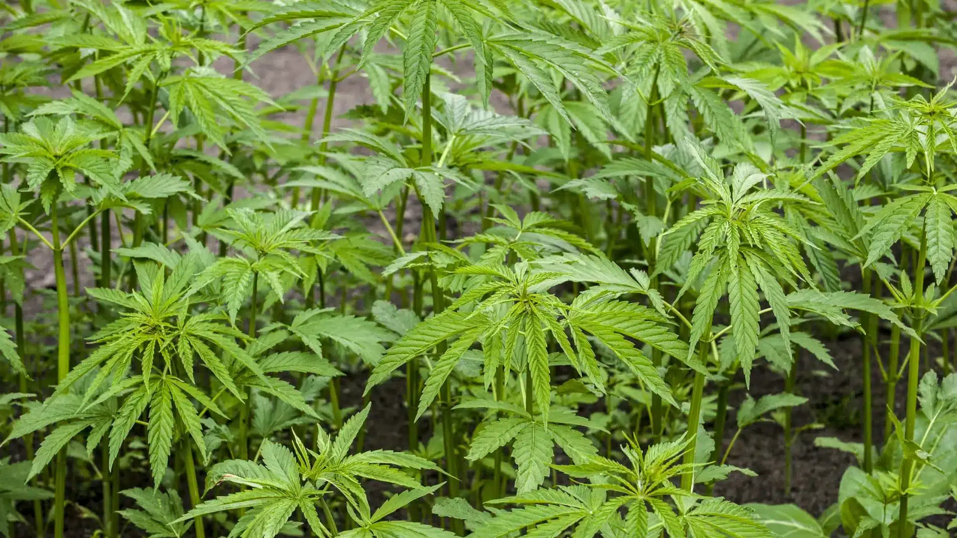 Prison préventive pour un homme soupçonné de trafic de drogue à Cantanhede