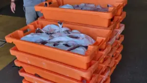 Quota épuisée : La pêche de la baudroie interdite à partir de lundi.