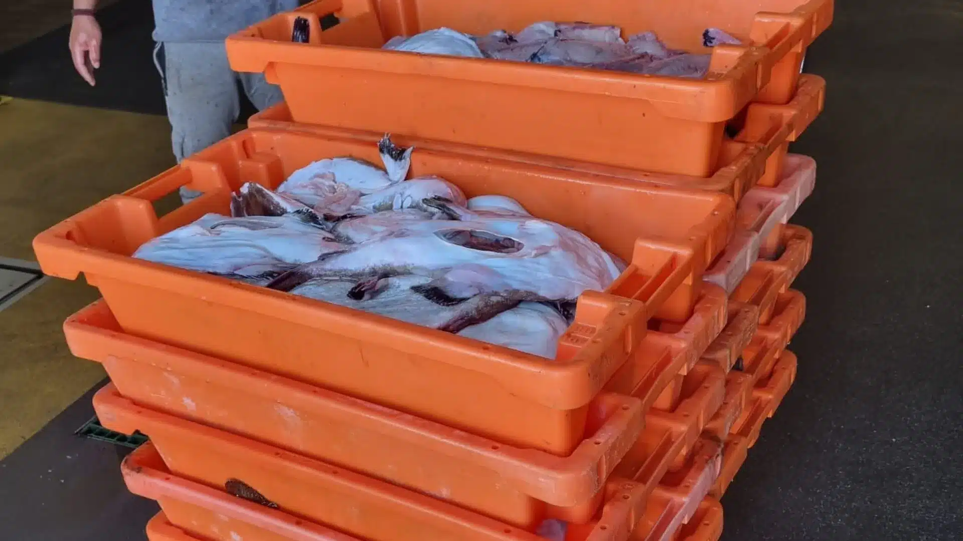 Quota épuisée : La pêche de la baudroie interdite à partir de lundi.