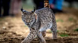 Record de 62 petits de lynx ibérique nés en captivité en 2025