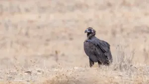 Six vautours moines ont été réintroduits dans la nature au Parc du Douro.