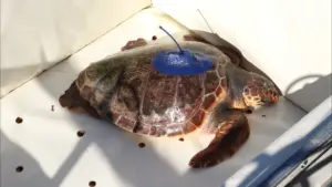 "Tartaruga" libérée en mer en 2022 a parcouru 9.203 km en un an.