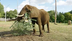 Un éléphant de zoo en Belgique sera le 1er à arriver dans un sanctuaire en Alentejo.