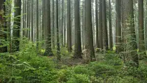 Une jeune femme est violée après avoir accepté un tour d'un inconnu à Marco de Canaveses.