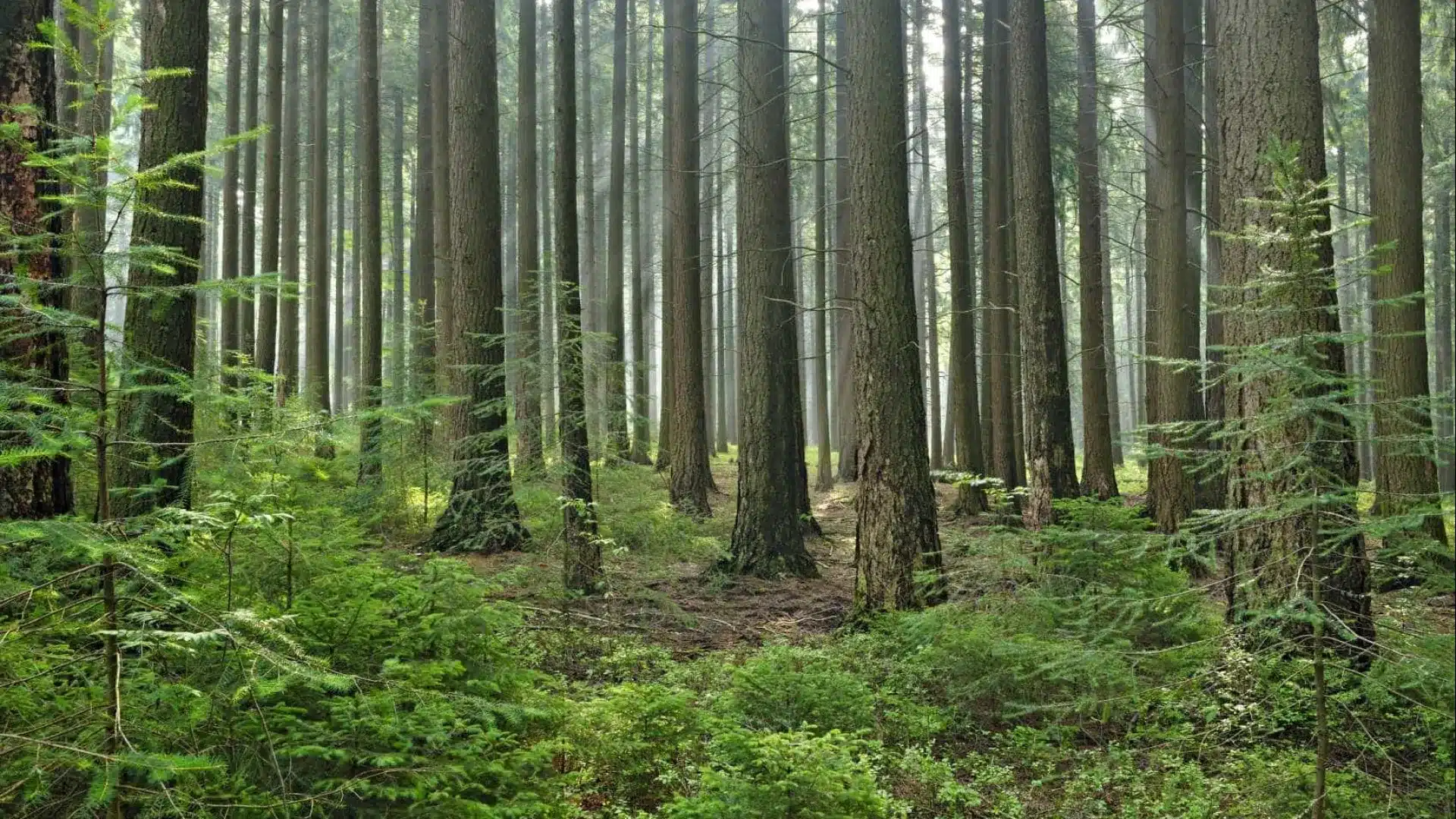 Une jeune femme est violée après avoir accepté un tour d'un inconnu à Marco de Canaveses.