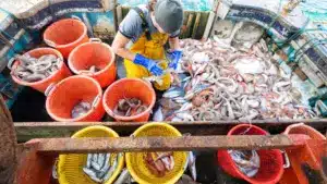 2025 a été une année "historique" pour la pêche durable dans la péninsule Ibérique.