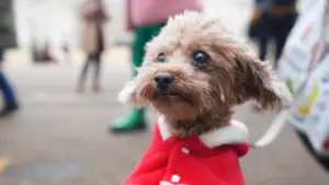 Animaux de compagnie La PSP rappelle les précautions à prendre pour le Nouvel An.