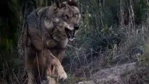 Attaques de loups : Doublement des indemnisations avec effet rétroactif depuis janvier