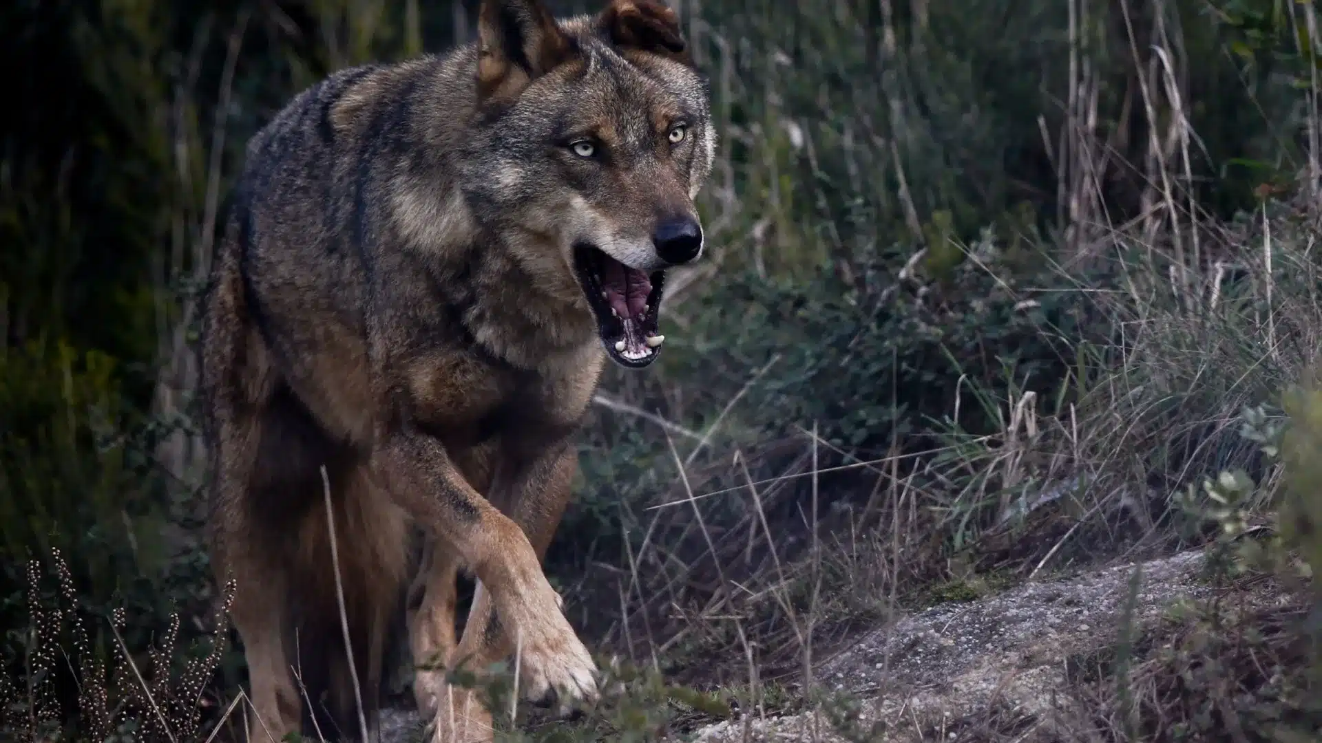Attaques de loups : Doublement des indemnisations avec effet rétroactif depuis janvier