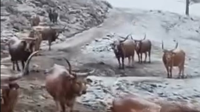 Neve 'pinta' de branco várias zonas do Norte do país. Eis as imagens