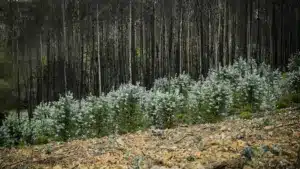 Deux tiers des eucalyptus brûlés absents des statistiques, dit Quercus.