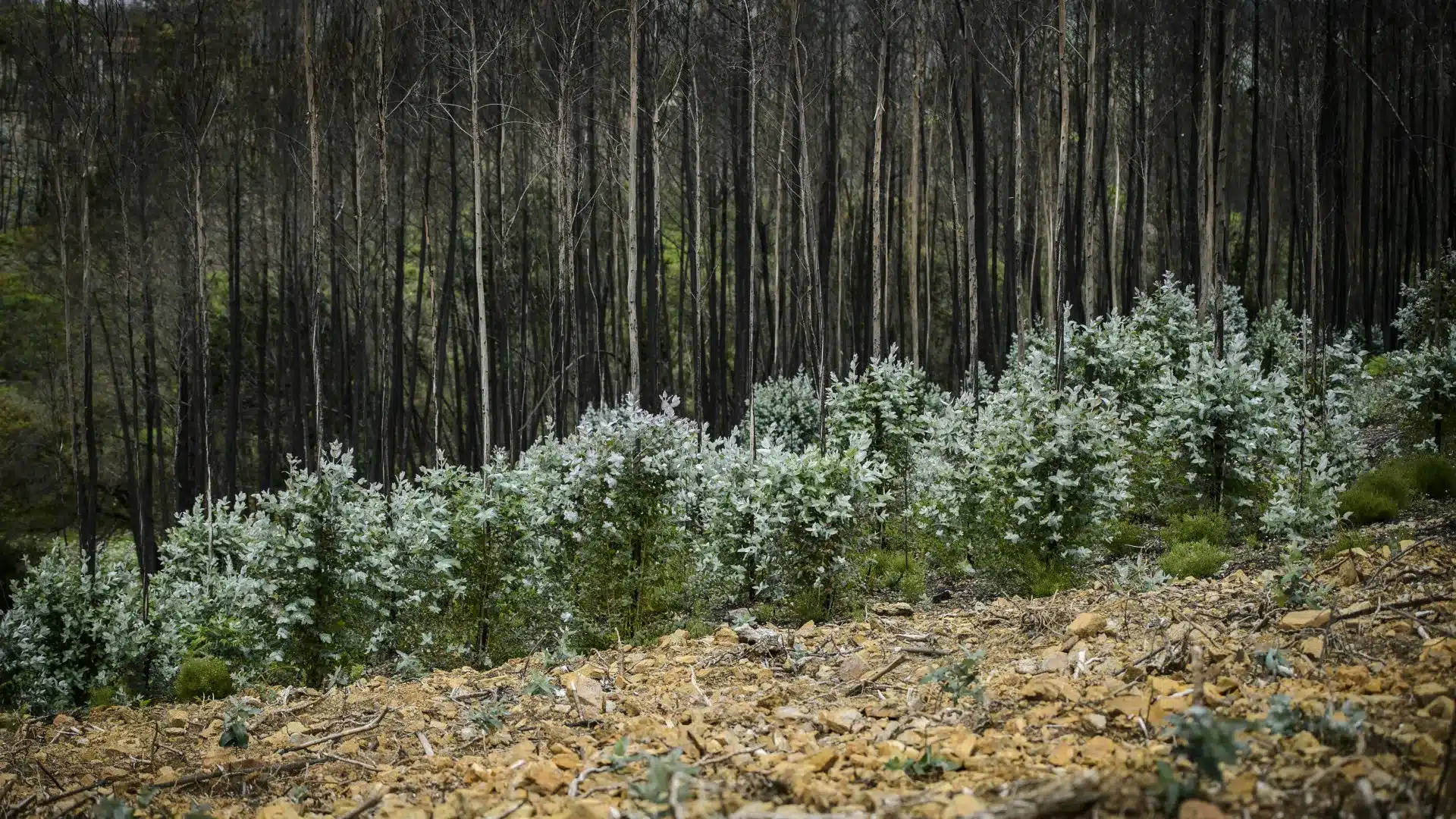 Deux tiers des eucalyptus brûlés absents des statistiques, dit Quercus.