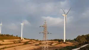 E-Redes sera jugée pour abattage illégal de chênes-lièges à Oliveira de Azeméis.