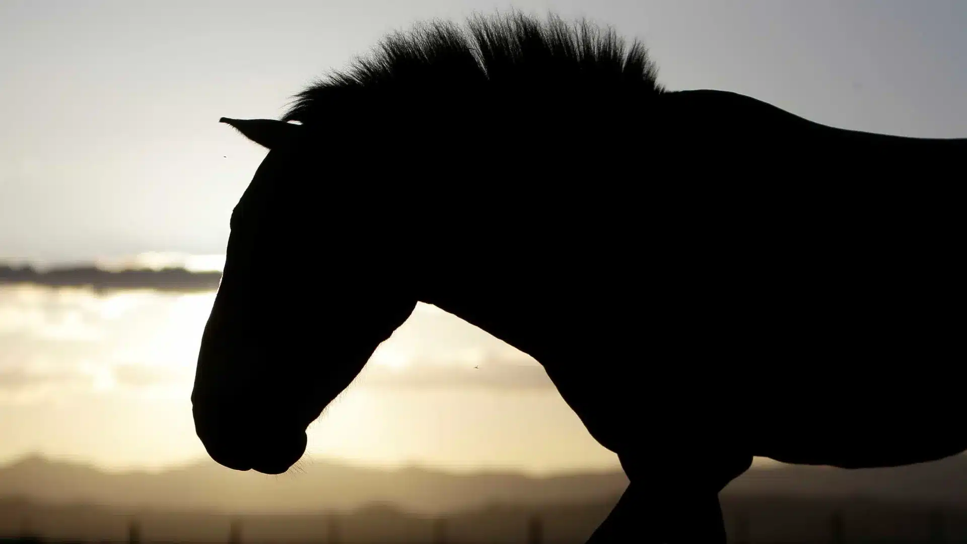 Fièvre du Nil confirmée au Portugal et DGAV recommande la vaccination des chevaux